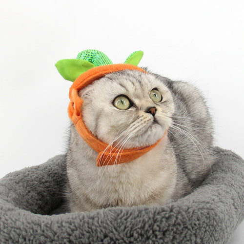 Pumpkin Pet Costume