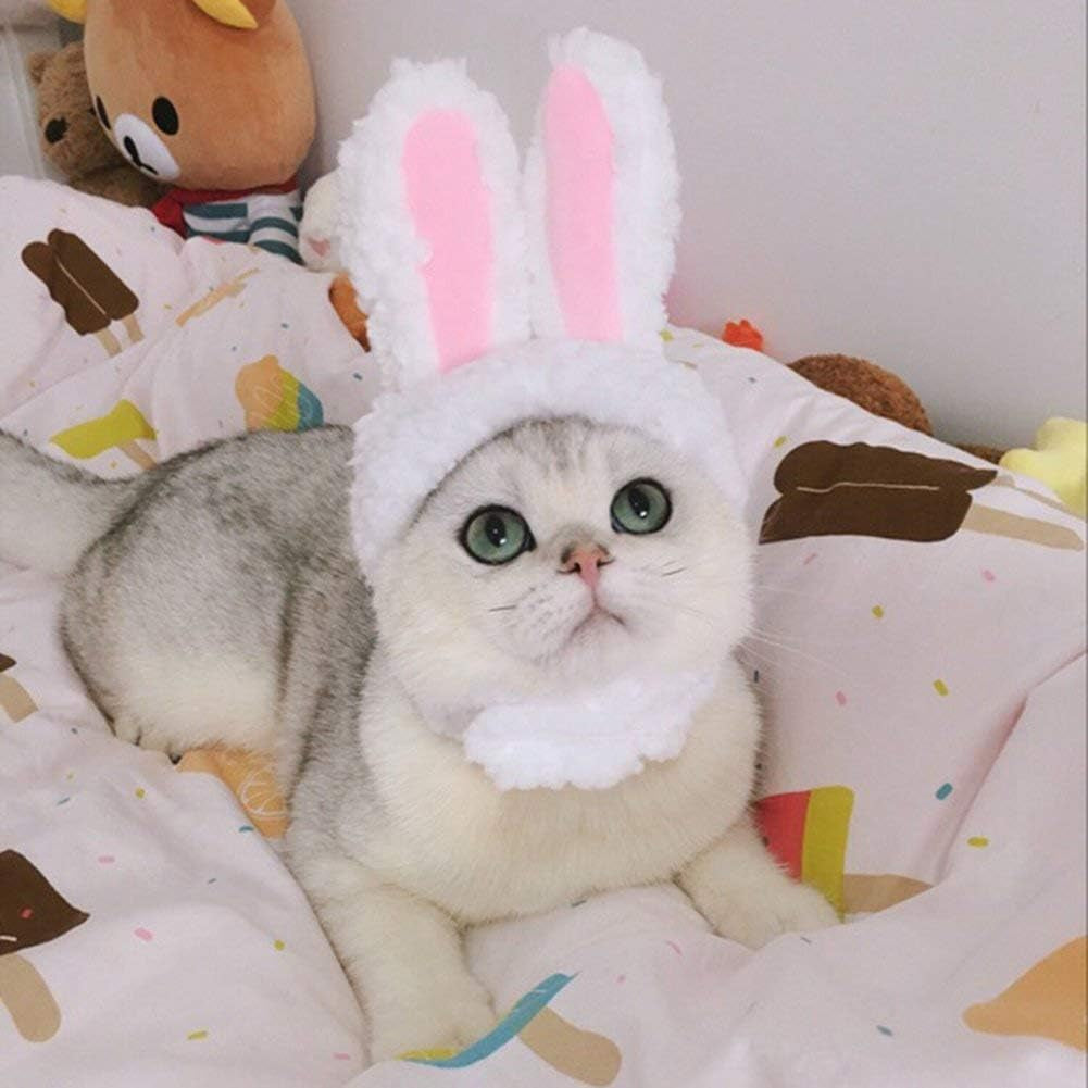 Cat Costume - Lion's Mane & Bunny 2 Pack