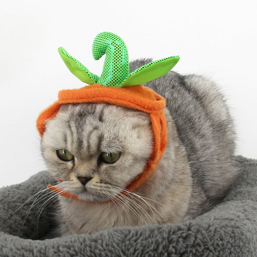 Pumpkin Pet Costume