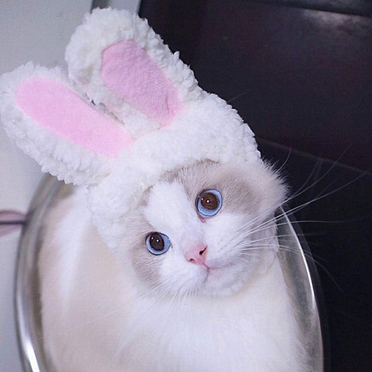 Cat Costume - Lion's Mane & Bunny 2 Pack